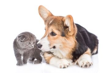 Corgi puppy sniffing tiny kitten. isolated on white background