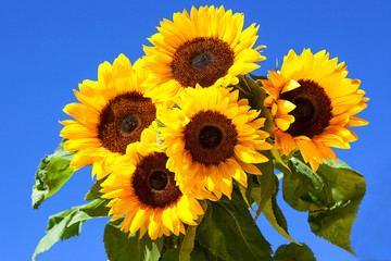 Five Bright Sunflowers against blue sky, landscape orientation © KDImages