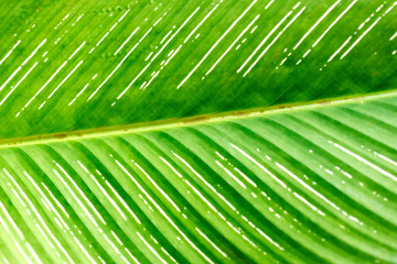 Patterns of leaf as a background