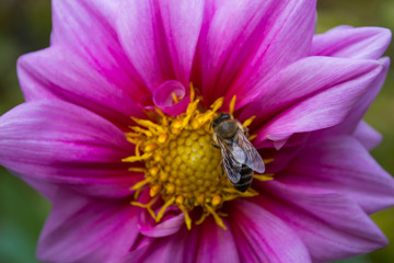 A bee on the pink flower.