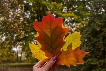 Autumn leaves in girl's hand.