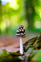 Wild black amanita or agaric poisonous mushroom in autumn forest closeup