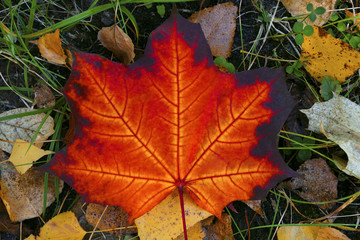 Single patterned autumn colorful maple leaf in red color. Background for design with space for text.