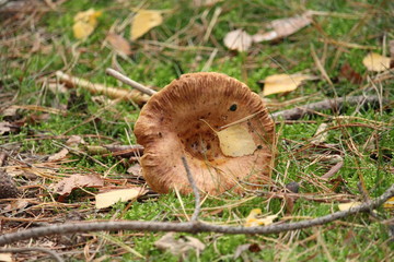 Mushroom