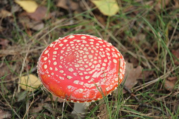 Mushroom