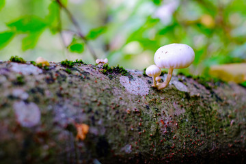 Small white wild mushrooms in autumn forest closeup