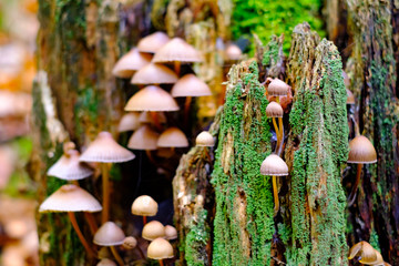 Wild brown mushrooms in autumn forest closeup