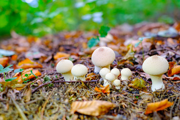 Small white wild mushrooms in autumn forest closeup