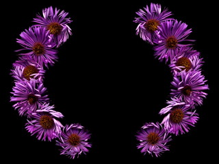 Isolated Bright flowers on a black background.