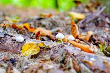 Small white wild mushrooms in autumn forest closeup