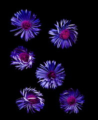 Isolated Bright flowers on a black background.
