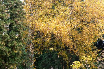  Beautiful autumn yellow foliage of birch