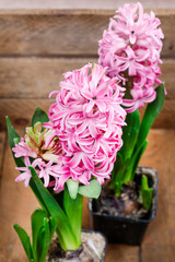 Pink hyacinths in wooden box