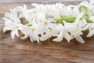 White hyacinth flowers on wooden background