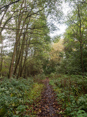 Fototapeta premium beautiful large tall trees green outside path landscape nature autumn
