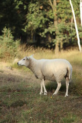 Obraz na płótnie Canvas Sheep