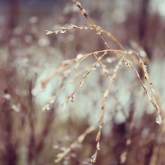 branch of tree in winter