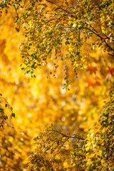 Falling autumn birch leaves