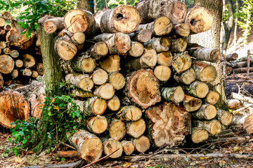 Tree felling in the forest