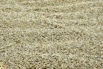 Background of grain rice