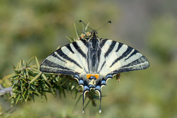 Fototapeta na wymiar Papilionidae / Erik Kırlangıçkuyruğu / / Iphiclides podalirius