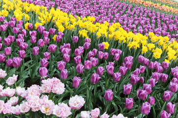 Multicolors flowerbeds in the Keukenhof parc, The Netherlands