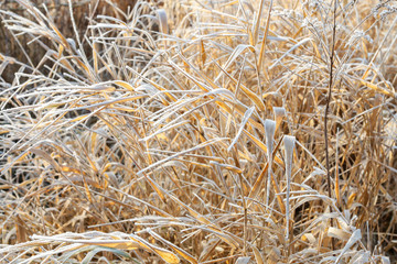 Foggy landscape. Garden in morning october mist.