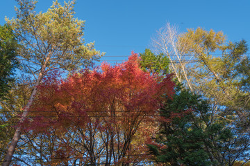 <<軽井沢>>　紅葉の風景