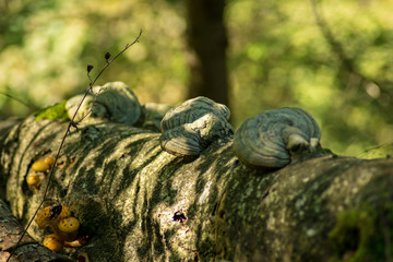 Anblicke rund um den Schwarzensee in Oberösterreich Österreich