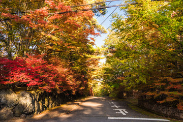 <<軽井沢>>　紅葉の風景