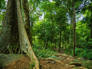 Forest walkway to the top of the Khao Luang mountain in Ramkhamhaeng National Park,Sukhothai province Thailand