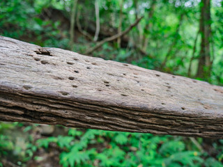 Wooden handrails in the way to the top of Khao Luang mountain in Ramkhamhaeng National Park,Sukhothai province Thailand