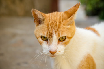 Obraz premium A cat