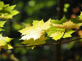 Blätter im Herbstwald