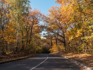Fototapeta premium Empty asphalt road among autumn forest with yellow foliage, seasonal journey or travel