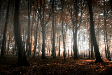 Mysterious forest in  autumn. Masuria, Poland.