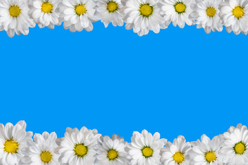 White oxeye daisies arranged in two lines. Blue background.