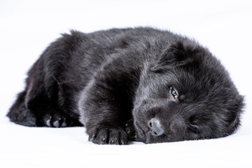 Obraz premium german shepherd working line puppies portrait