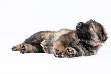 german shepherd working line puppies portrait