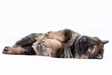 german shepherd working line puppies portrait