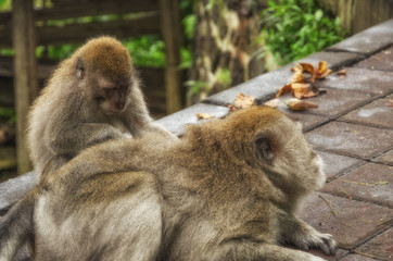 A Long-Tailed Macaque grooming another Monkey