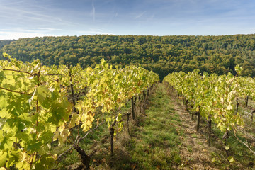 Fototapeta na wymiar vineyard on a sunny day