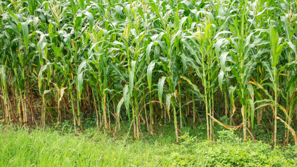 Close up of a corn field in Thailand.