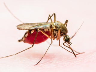 Yellow Fever, Malaria or Zika Virus Infected Mosquito Insect Macro