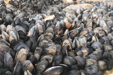 Sea of mussels