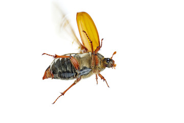 Flying cockchafer (Melolontha melolontha) isolated on white background - view from below