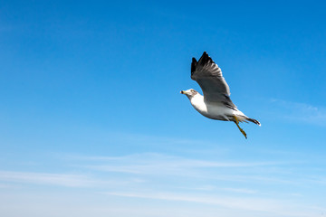 Seagulls flying in the blue sky.