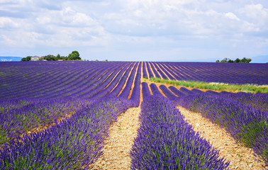 Obraz na płótnie Canvas The flowering of lavender in Provence. France. Focus concept.