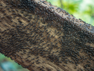 Termite on Wooden handrails in the way to the top of Khao Luang mountain in Ramkhamhaeng National Park,Sukhothai province Thailand