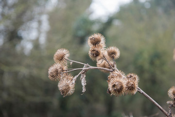 Common burdock, Arctium minus, seed head